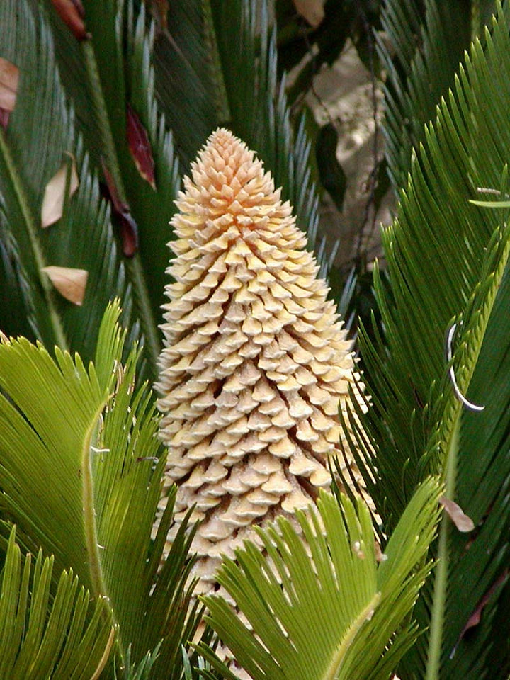 Cycas Flower Seeds for Planting – Premium Heirloom Non-GMO, High Germination Organic Garden Seeds