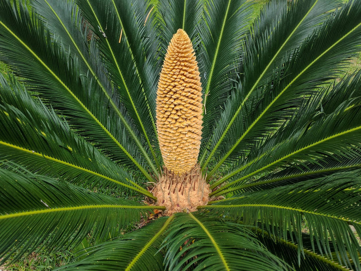 Green Cycads Flower Seeds for Planting - Heirloom, Non-GMO, High Germination Organic Garden Seeds