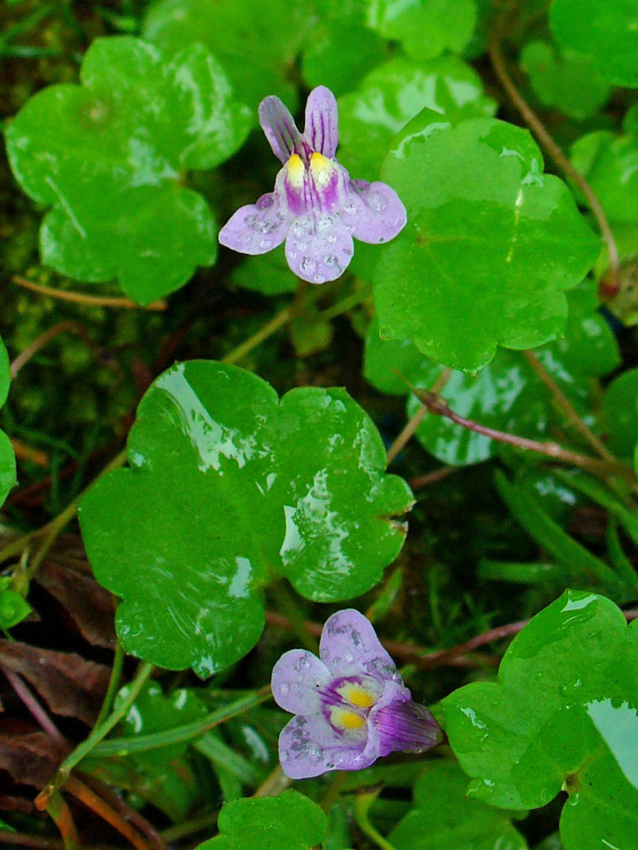 Cymbalaria Muralis Flower Seeds for Planting – Heirloom Non-GMO, High Germination Organic Garden Seeds