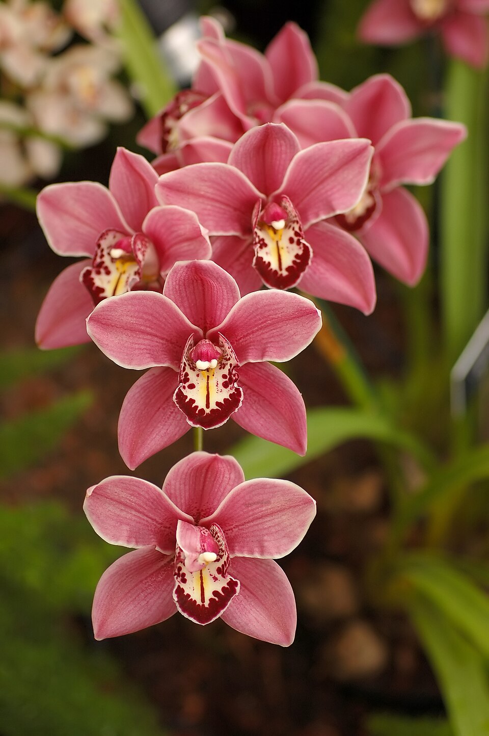 Rose Cymbidium Maxillaria Flower Seeds for Planting – Heirloom, Non-GMO, Bright Blooms, High Germination