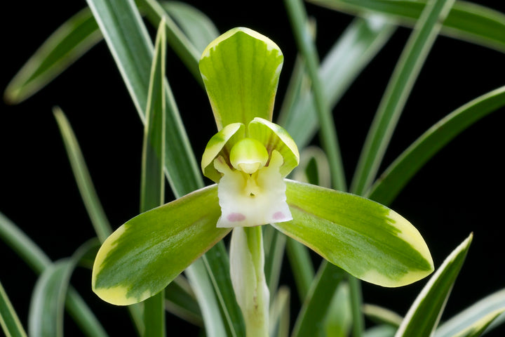 Pale Green Cymbidium Maxillaria Goeringii Seeds for Planting – Heirloom, Non-GMO, Pollinator Friendly, High Germination