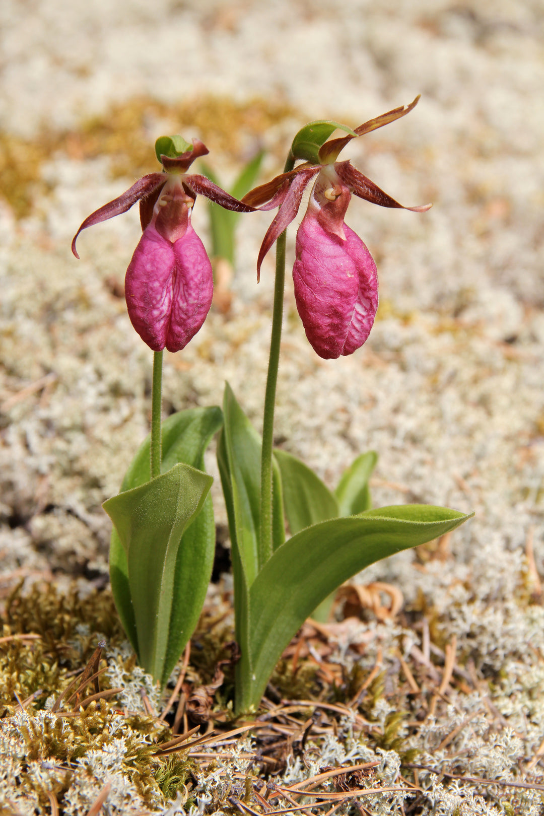 Lady's Slipper Flower seeds for Planting - Compact Growth, Heirloom & GMO Free Seeds for Home Garden