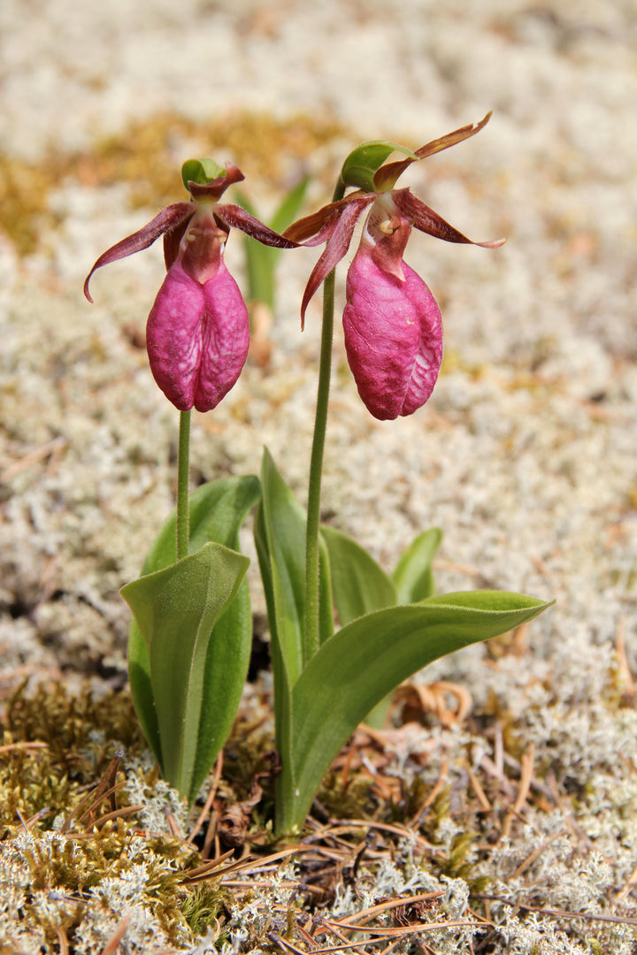 Lady's Slipper Flower seeds for Planting - Compact Growth, Heirloom & GMO Free Seeds for Home Garden