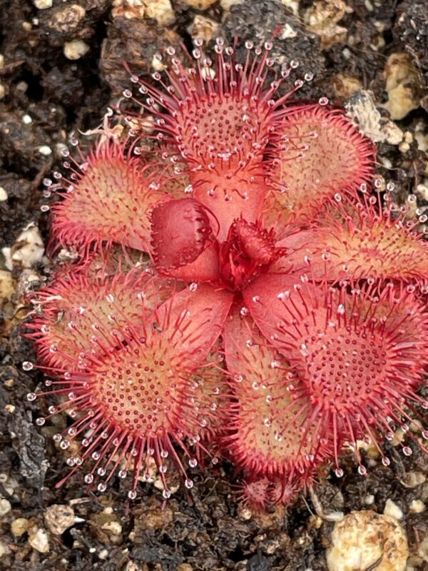 Dark Red Sundew Seeds for Planting – Heirloom, Non-GMO, High Germination Border Variety
