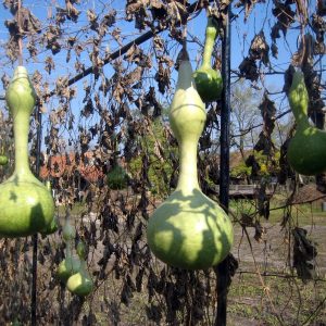 Cucurbita Lagenaria Seeds for Planting – Heirloom & Non-GMO Bottle Gourd Seeds for Unique Garden Harvests