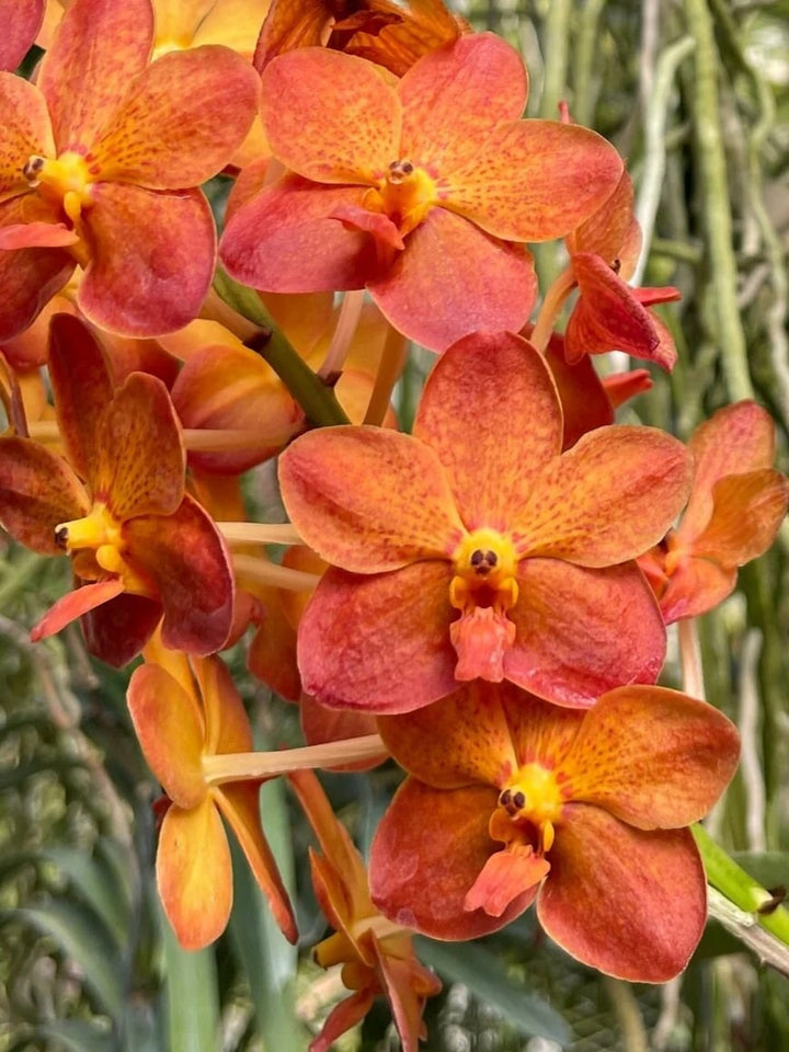 Deep Orange Phalaenopsis Orchid Flower Seeds for Planting – Heirloom, Non-GMO, Low Maintenance, High Germination