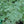 Absinthe Wormwood Herb Seeds for Planting – Heirloom, Non-GMO, Organic Garden Seeds with High Germination Rate