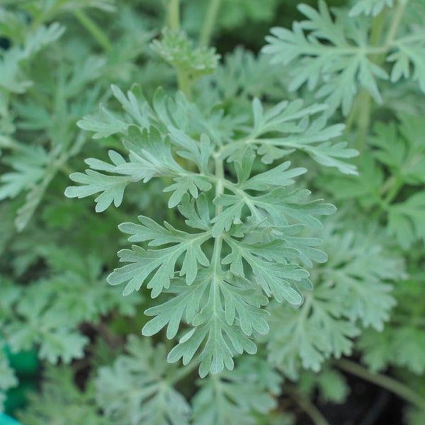 Absinthe Wormwood Herb Seeds for Planting – Heirloom, Non-GMO, Organic Garden Seeds with High Germination Rate