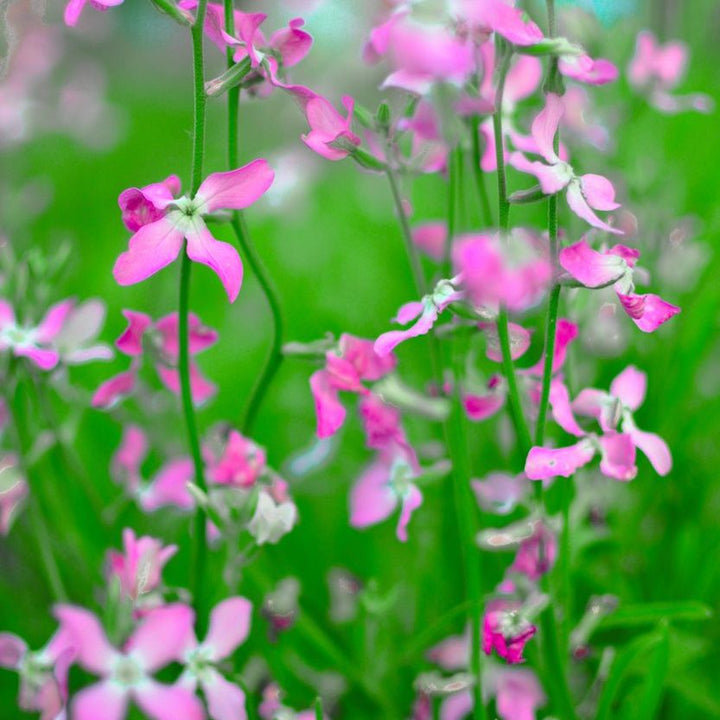 Pink Evening-Scented Home Garden Flower Seeds for Planting | Heirloom Non-GMO High Germination