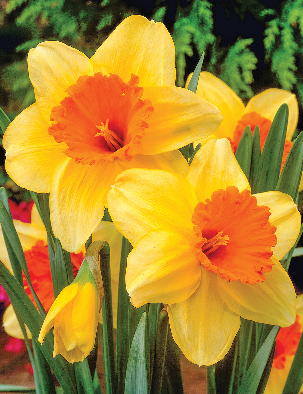 Yellow Orange Daffodil Flower Seeds for Planting – Heirloom, Non-GMO, High Germination Garden Seeds