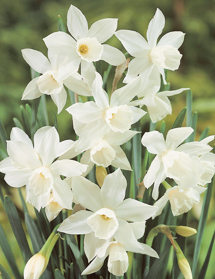 White Daffodil Flower Seeds for Planting – Heirloom, Non-GMO, High Germination Organic Garden Seeds