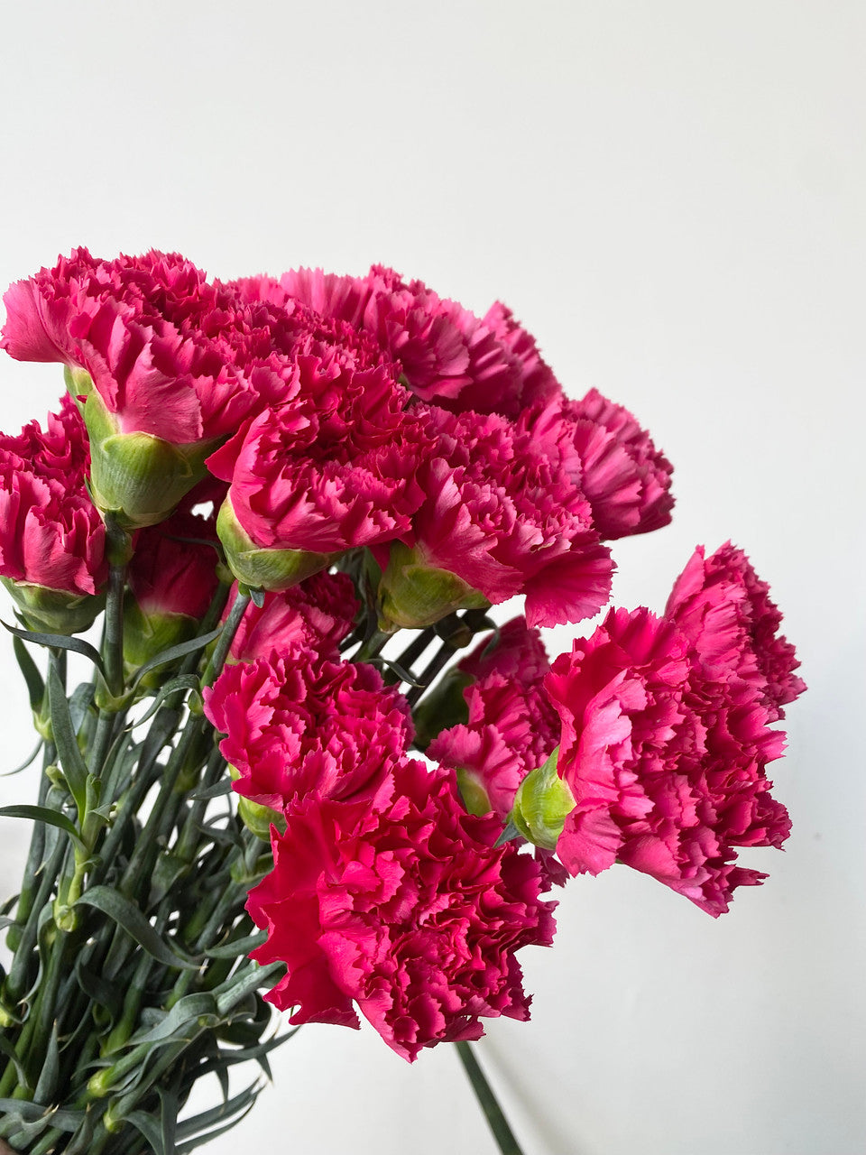 Flower Seeds, Seeds,Seeds For Planting,Plant Seeds