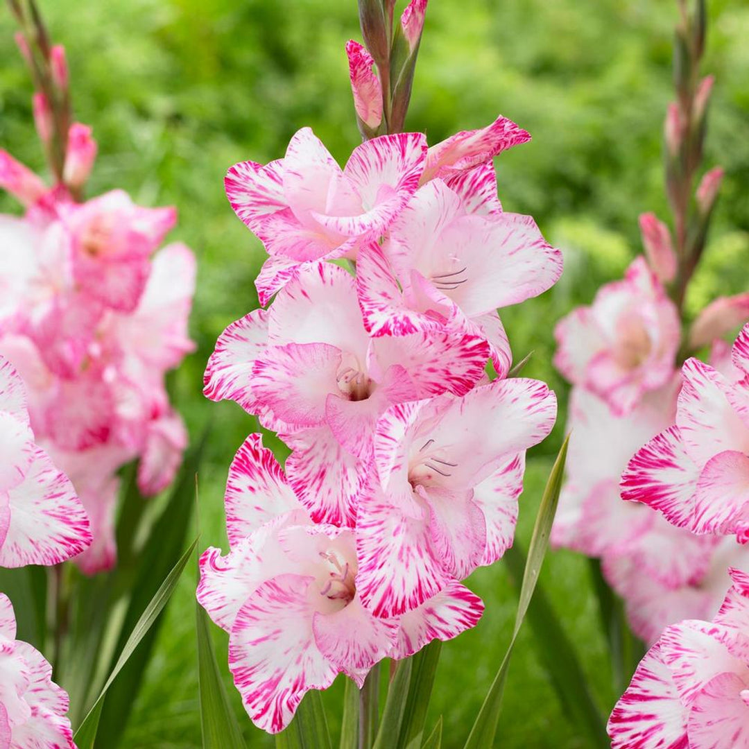 Pink White Gladiolus Flower Seeds for Planting - Heirloom, Non-GMO, Drought-Tolerant Organic Garden Seeds
