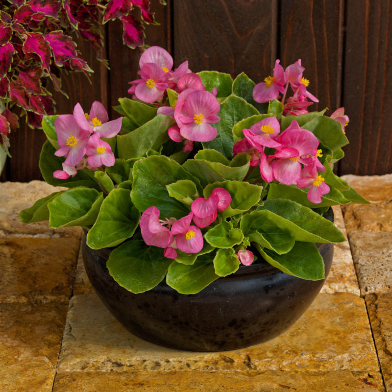 Ambassador Begonia Flower Seeds for Planting – Heirloom, Non-GMO, High Germination Organic Garden Seeds