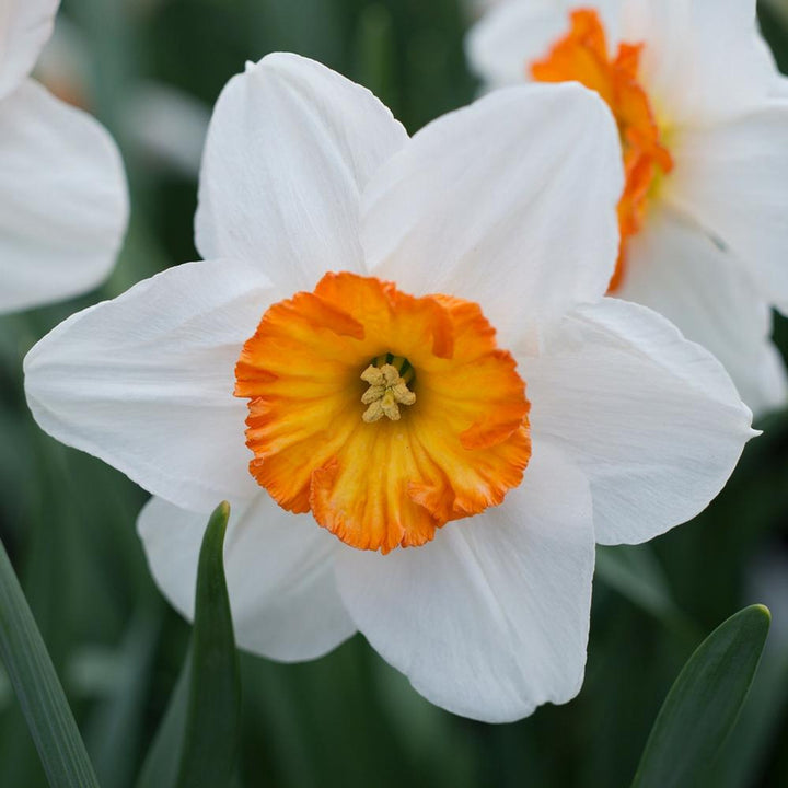 Orange White Daffodils Flower Seeds for Planting | Heirloom Non-GMO High Germination