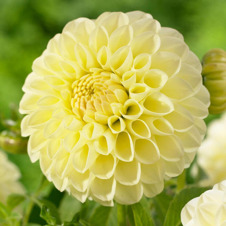 Light Yellow Dahlia Flower Seeds for Planting – Heirloom, Non-GMO, High Germination Organic Garden Seeds