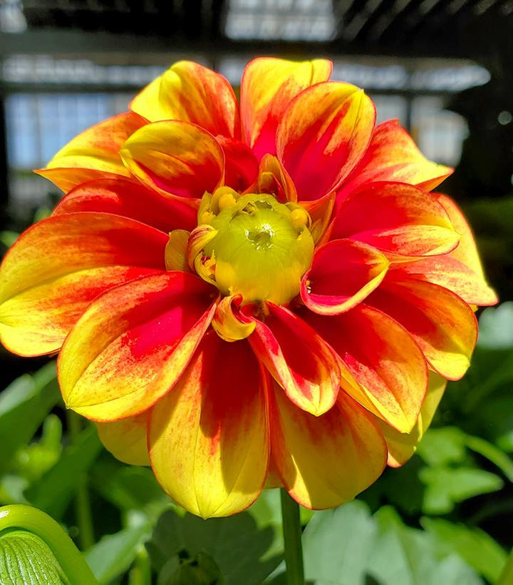 Yellow Red Dahlia Flower Seeds for Planting – Heirloom, Non-GMO, Organic Garden Seeds, High Germination