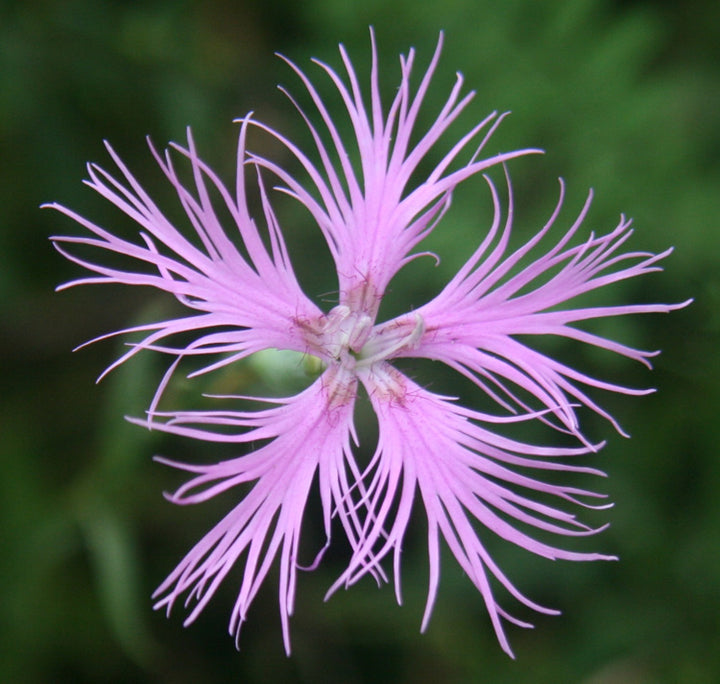 Pink Dianthus Superbus Flower Seeds for Planting – Fragrant & Hardy Perennial Blooms