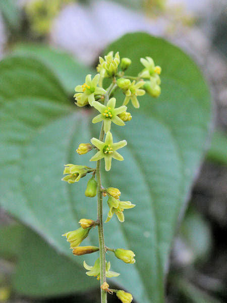 Dioscorea Flower Seeds for Planting | Heirloom Non-GMO High Germination Organic Garden Seeds