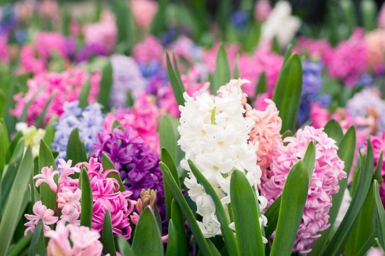 Hyacinthus Orientalis Flower Seeds for Planting | Heirloom Non-GMO Organic Garden Seeds