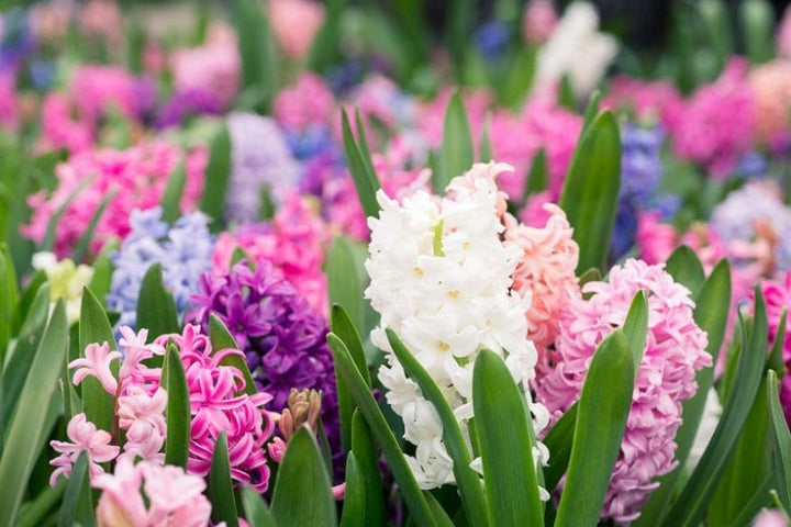 Hyacinthus Orientalis Flower Seeds for Planting | Heirloom Non-GMO Organic Garden Seeds