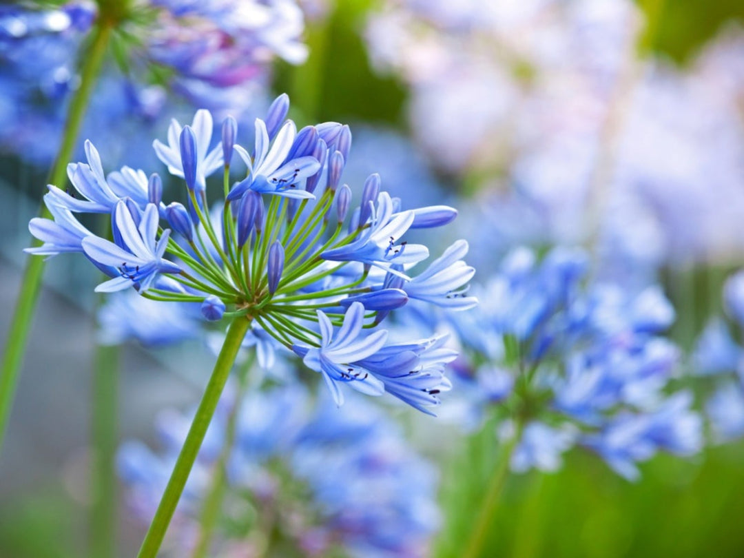 Agapanthus Flower Seeds for Planting – Premium Heirloom Non-GMO Organic Garden Seeds, High Germination