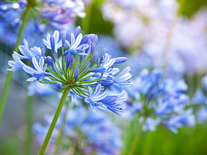 Agapanthus Flower Seeds for Planting – Premium Heirloom Non-GMO Organic Garden Seeds, High Germination