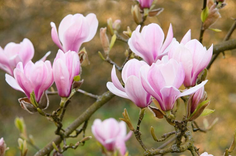 Light Pink Yulan Flower Seeds for Planting – Heirloom Non-GMO, High Germination Organic Garden Seeds