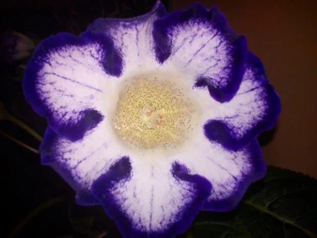 Blue Violet Gloxinia Flower Seeds for Planting – Heirloom Non-GMO Organic Garden Seeds