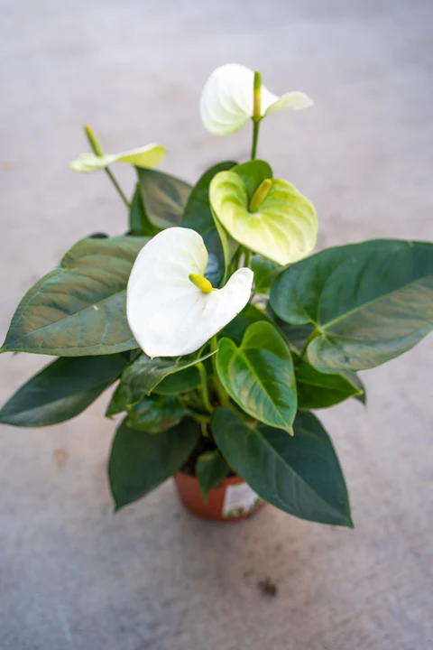 Anthurium White Flower Seeds for Planting – Heirloom Non-GMO, High Germination Organic Garden Seeds