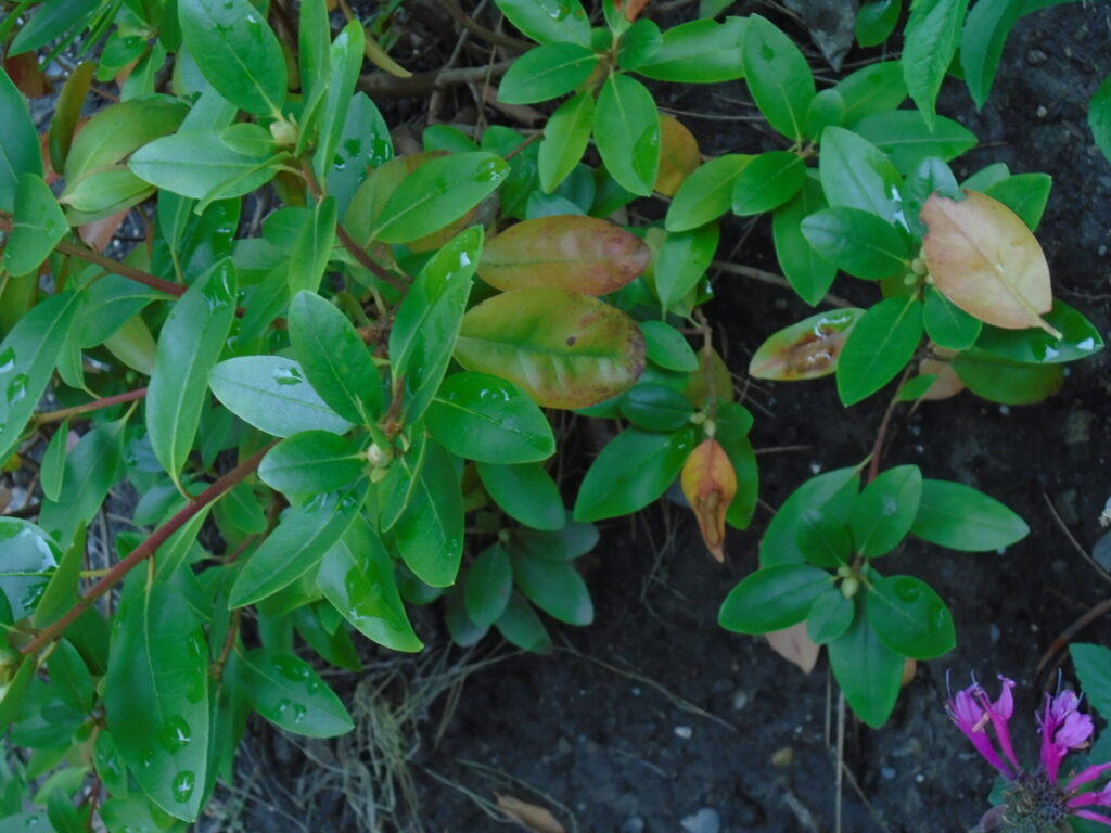 Green Rhododendron Azalea Flower Seeds for Planting – Hardy, Heirloom, Non-GMO, High Germination Garden Seeds