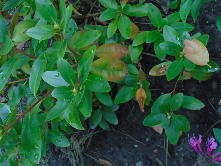 Green Rhododendron Azalea Flower Seeds for Planting – Hardy, Heirloom, Non-GMO, High Germination Garden Seeds