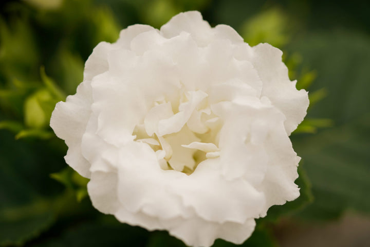 White Gloxinia Flower Seeds for Planting – Heirloom Non-GMO, High Germination Organic Garden Seeds
