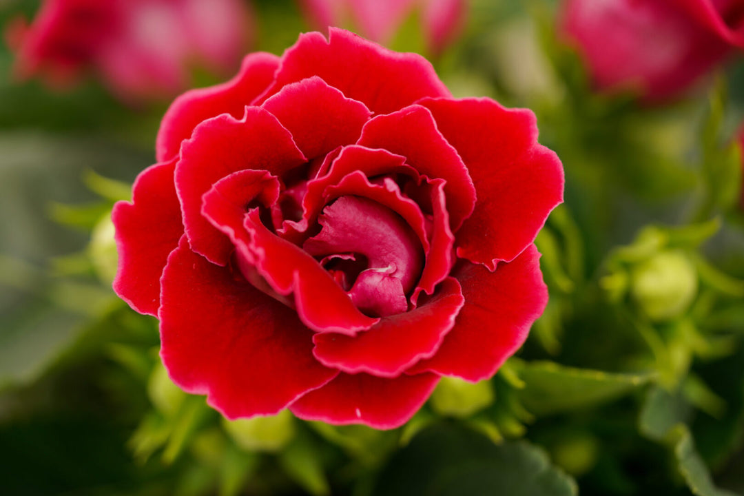 Red Gloxinia Flower Seeds for Planting – Heirloom, Non-GMO, High Germination Organic Garden Seeds