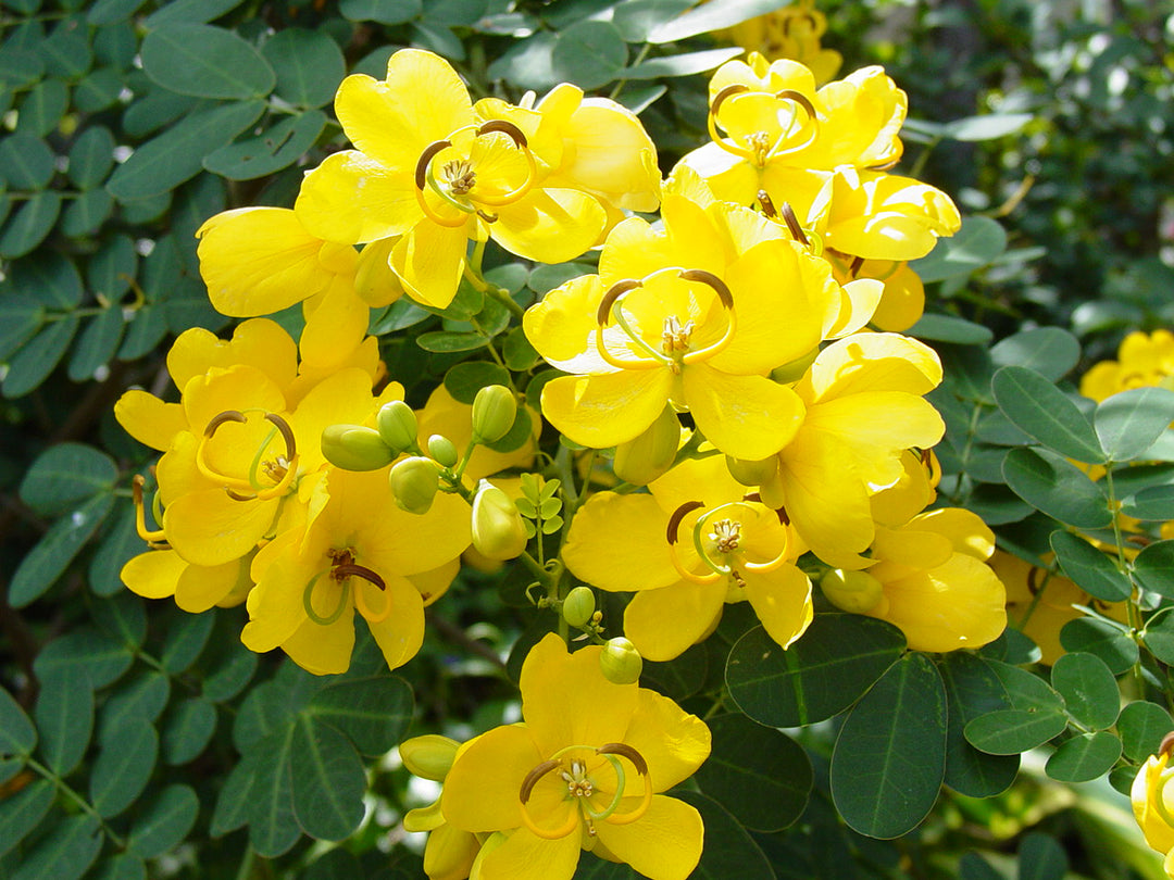 Yellow Cassia Tora Flower Seeds for Planting – Heirloom Non-GMO, High Germination Organic Garden Seeds