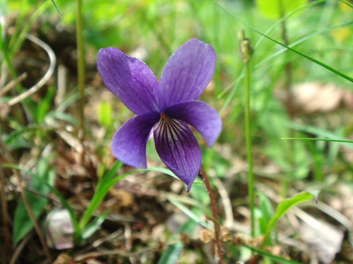 Viola Yedoensis Flower Seeds for Planting – Heirloom, Non-GMO, High Germination Organic Garden Seeds