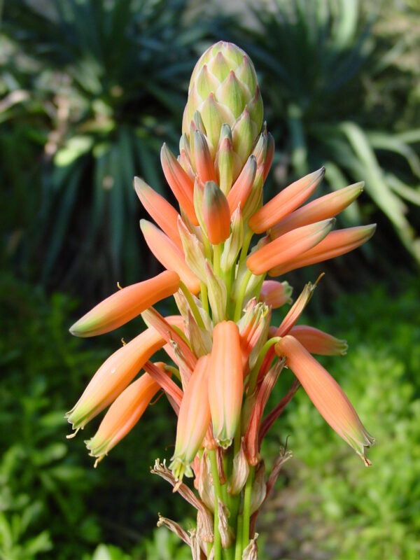 Edible Aloe Vera Flower Seeds for Planting – Heirloom, Non-GMO, High Germination Organic Garden Seeds