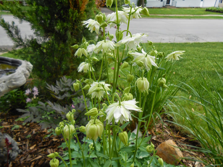 Light Green Aquilegia Flower Seeds for Planting – Easy-Grow Heirloom, Non-GMO, High Germination Seeds