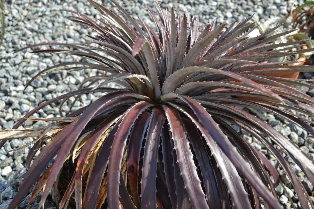 Black Dyckia Flower Seeds for Planting – Heirloom & Non-GMO Garden Seeds