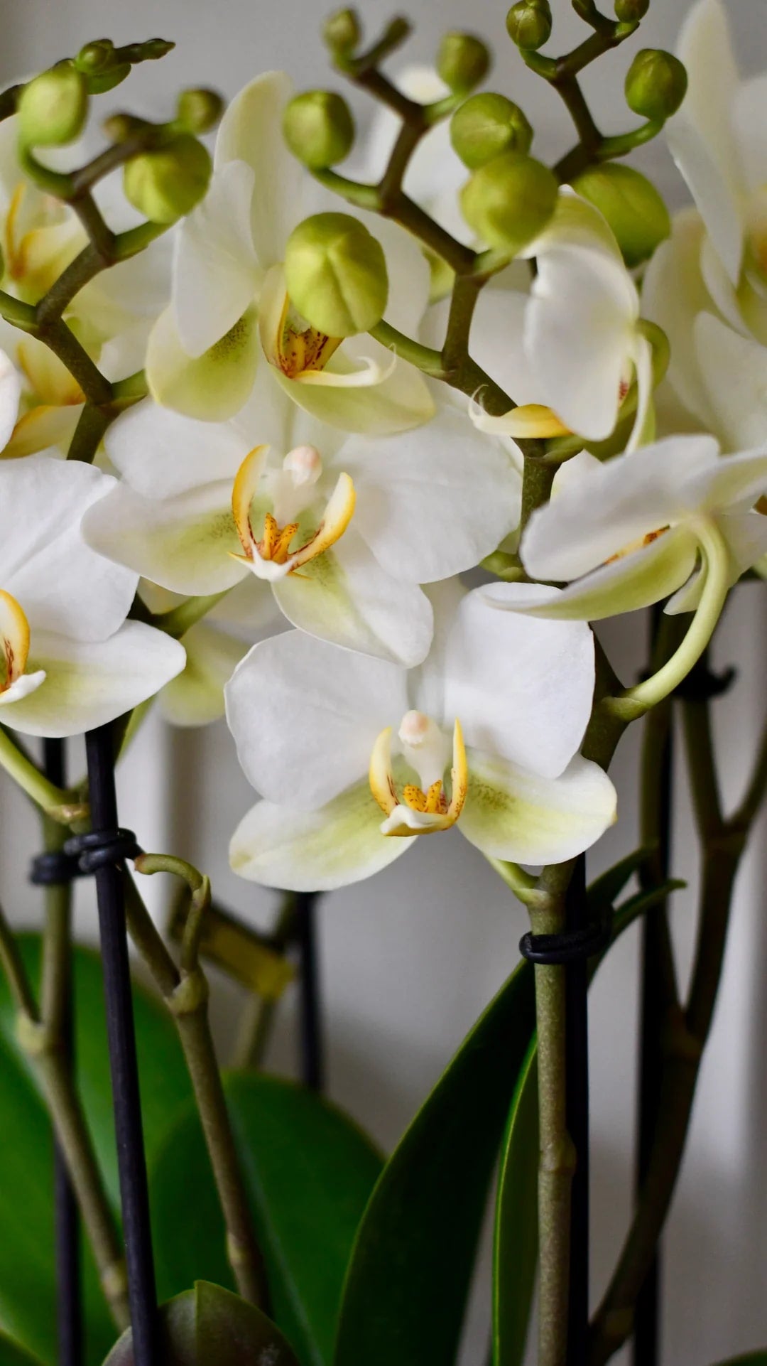 Green White Phalaenopsis Flower Seeds for Planting – Heirloom, Non-GMO, Hardy High Germination Seeds