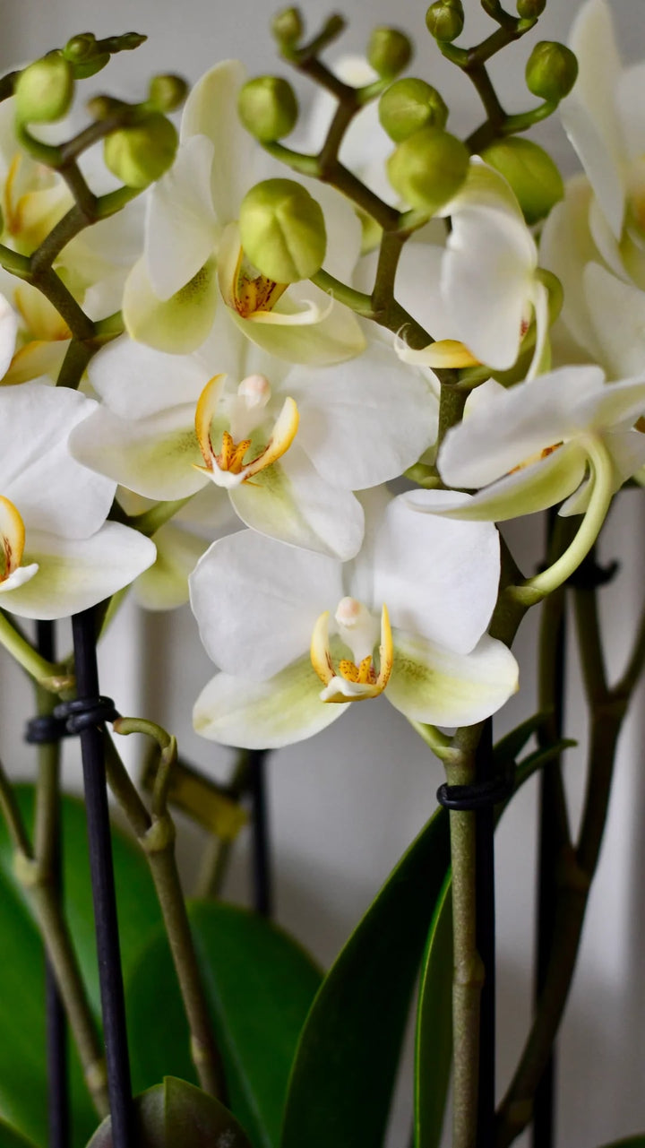Green White Phalaenopsis Flower Seeds for Planting – Heirloom, Non-GMO, Hardy High Germination Seeds