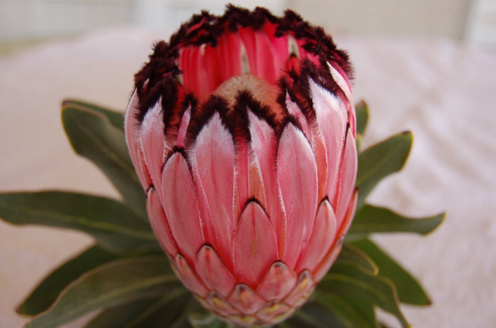 Pink Neriifolia Flower Seeds for Planting – Hardy Heirloom, Non-GMO, High Germination Organic Garden Seeds