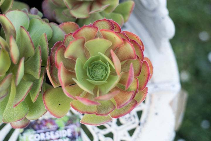 Pink Green Succulent Flower Seeds – Heirloom, Non-GMO, Shade-Tolerant Garden Seeds