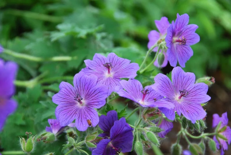 Purple Geranium Flower Seeds for Planting – Heirloom, Non-GMO, High Germination Organic Garden Seeds