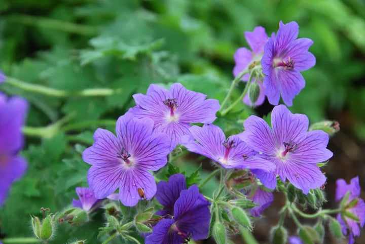 Purple Geranium Flower Seeds for Planting – Heirloom, Non-GMO, High Germination Organic Garden Seeds