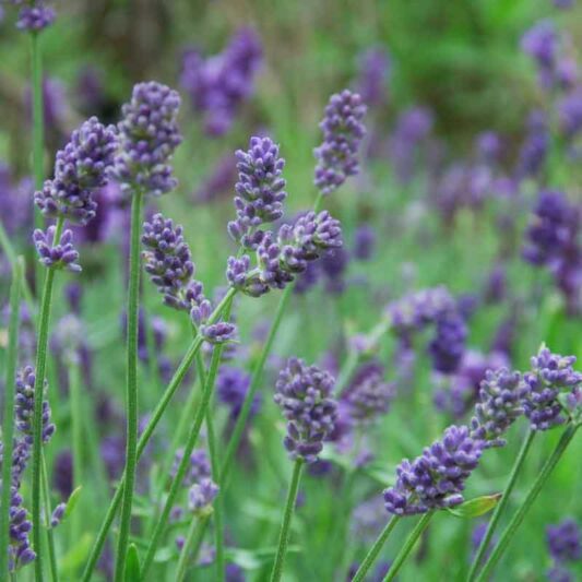Provence Lavender Violet Flower Seeds for Planting – Heirloom Non-GMO, High Germination Organic Garden Seeds