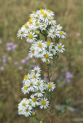 Flower Seeds, Seeds,Seeds For Planting,Plant Seeds