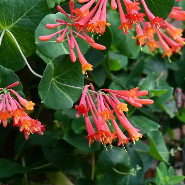 Honeysuckle Flower Seeds for Planting – Heirloom, Non-GMO, Drought Tolerant Organic Garden Seeds