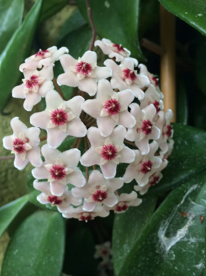 Canossa Flower Seeds for Planting – Heirloom Non-GMO, High Germination Organic Garden Seeds