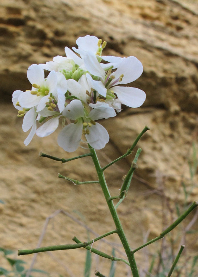 White Wasabi Diplotaxis Herb Seeds – Heirloom, Non-GMO Garden Essential Seeds for Planting